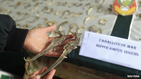 Peru police seize thousands of dried seahorses