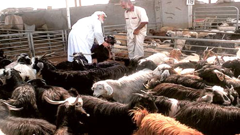 Soaring sheep prices in Saudi Arabia