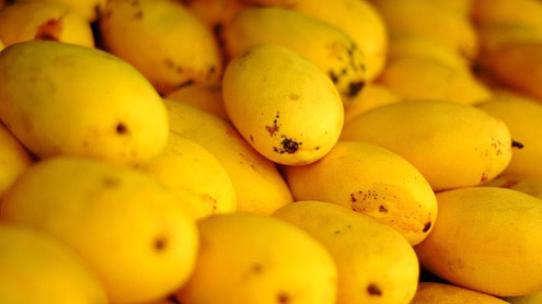 Australian audit team on mango import to arrive