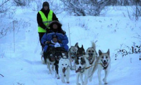World’s 1st dog-sled taxi service launched in Norway