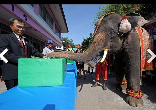 Circus Elephent