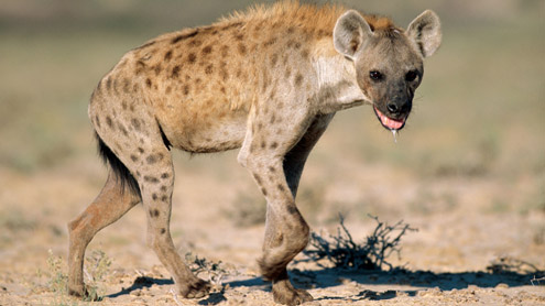 Hyena