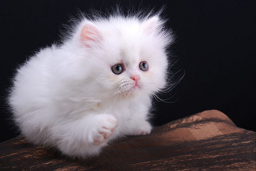 Teacup Persian Cat
