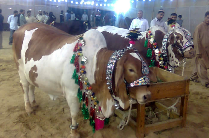 eid ul adha qurbani bakra