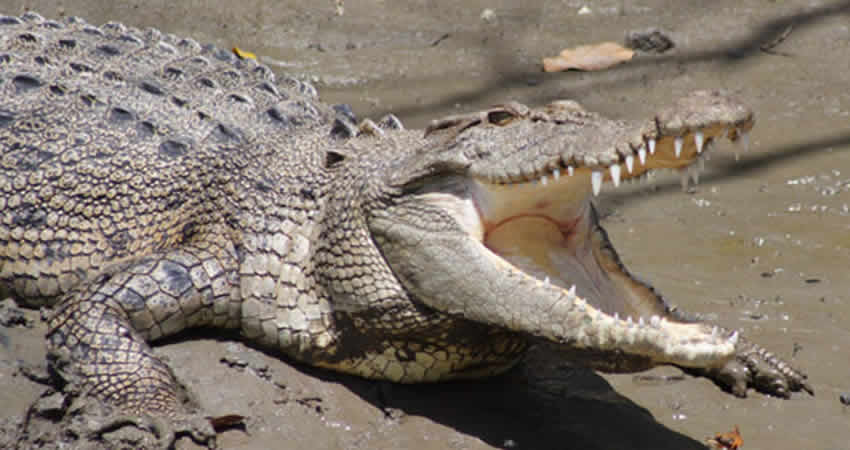 Trap Snaps Shut On Drug Dealers Who Guarded Cash With Crocs