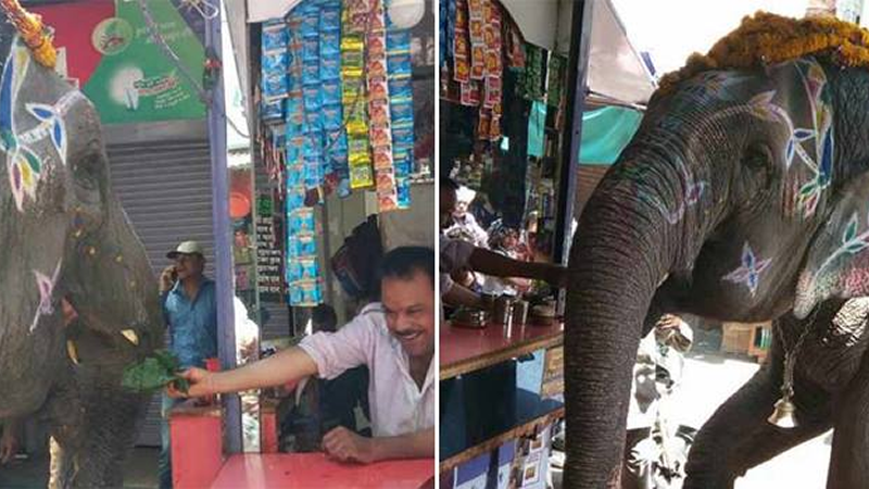 India Elephant visits betel shop daily to eat special 'paan'.fw