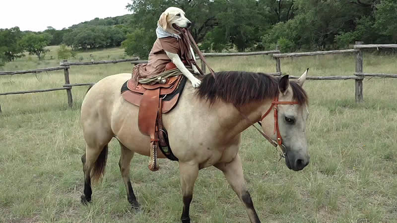 WATCH Dog rides a horse in human-like fashion