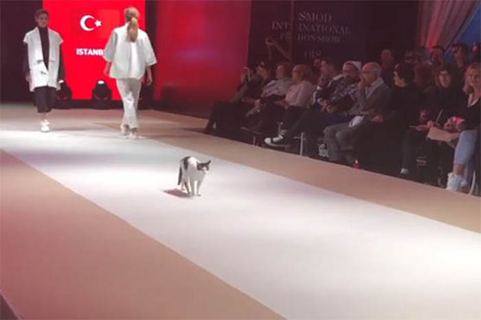 Catwalk for Cats: Feline Steals Fashion Show in Turkey
