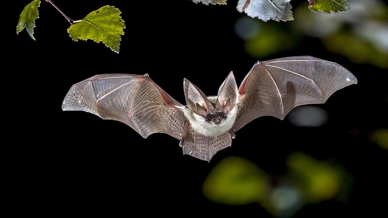 Virulence of Bats-Caused Diseases