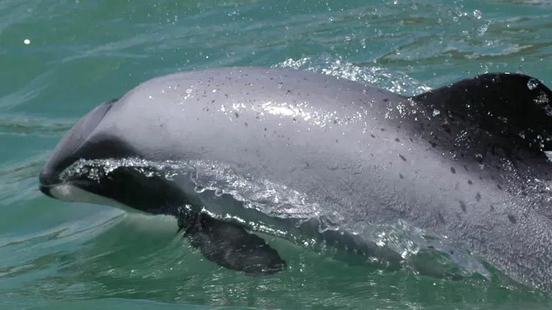 New Zealand turns to drones to halt Māui dolphin extinction