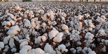 Cotton growing areas may shift to northern areas due to climate change’