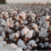 Cotton growing areas may shift to northern areas due to climate change’