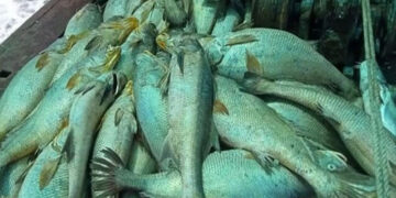 Fisherman turns rich overnight after catching 157 Ghol fish