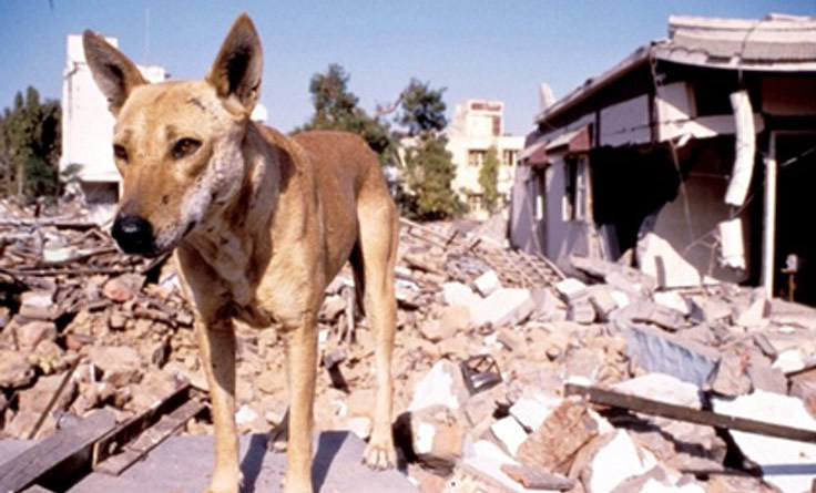 Animals can predict earthquakes