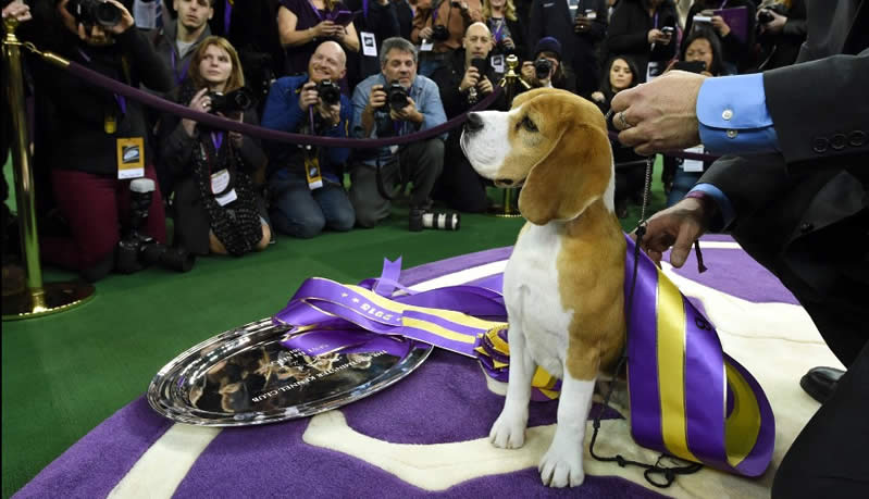 Westminster dog show