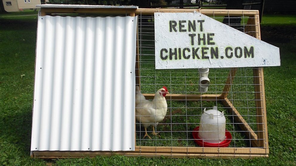 Chickens on rent