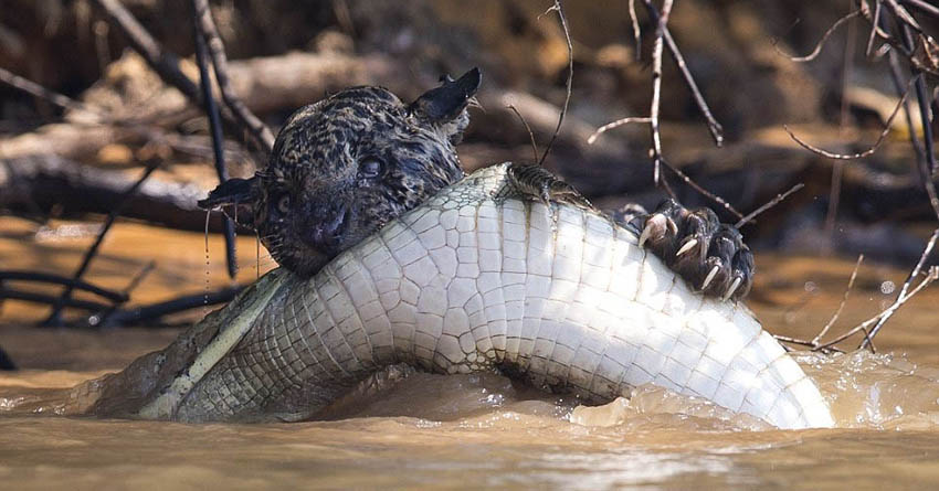 Jaguar which was visibly