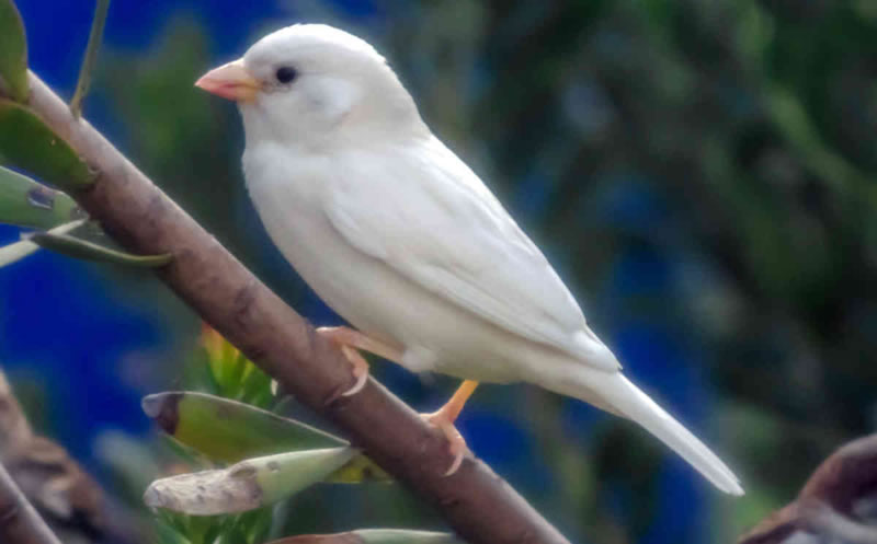 Rare Albino sparrow